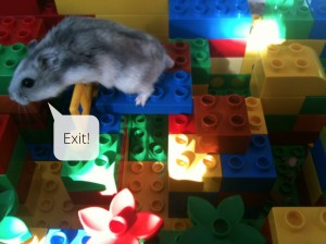 The hamster pops out the top of the maze and stops playing.